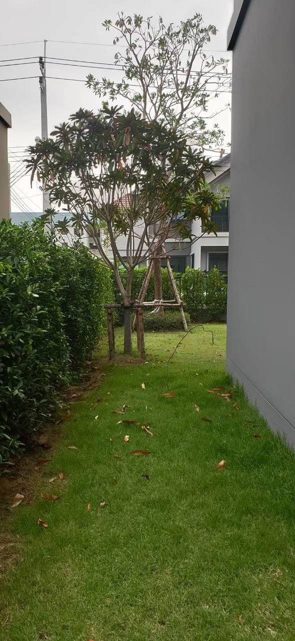 Pave Bangna ให้เช่า บ้านเดี่ยว 4BR 3BA 190 ตร.ม. 45,000 บาท/เดือน – รูปที่ 4