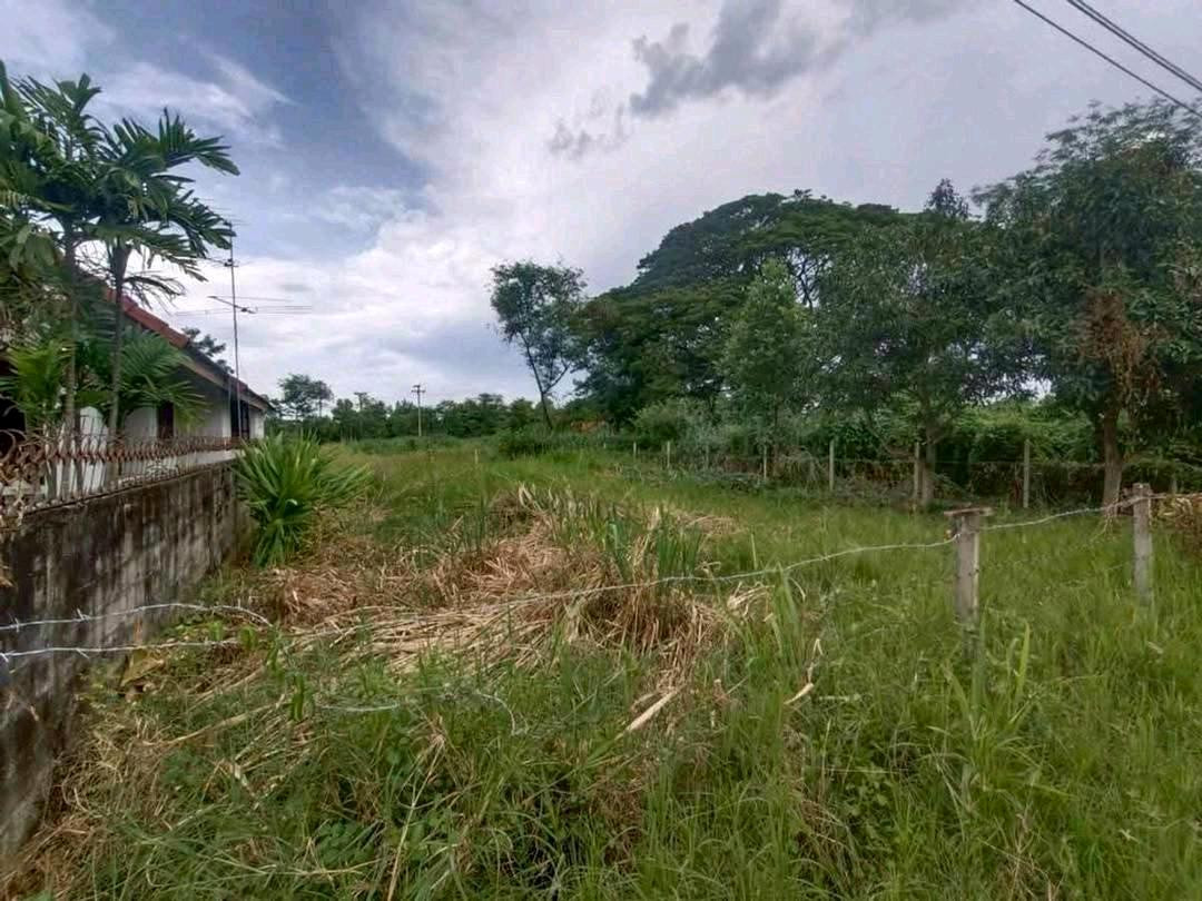 🏡 ปรับราคาแล้ว! ที่ดิน 85 ตร.ว. ใกล้เมืองเชียงใหม่ เพียง 2.38 ล้านบาท – รูปที่ 3