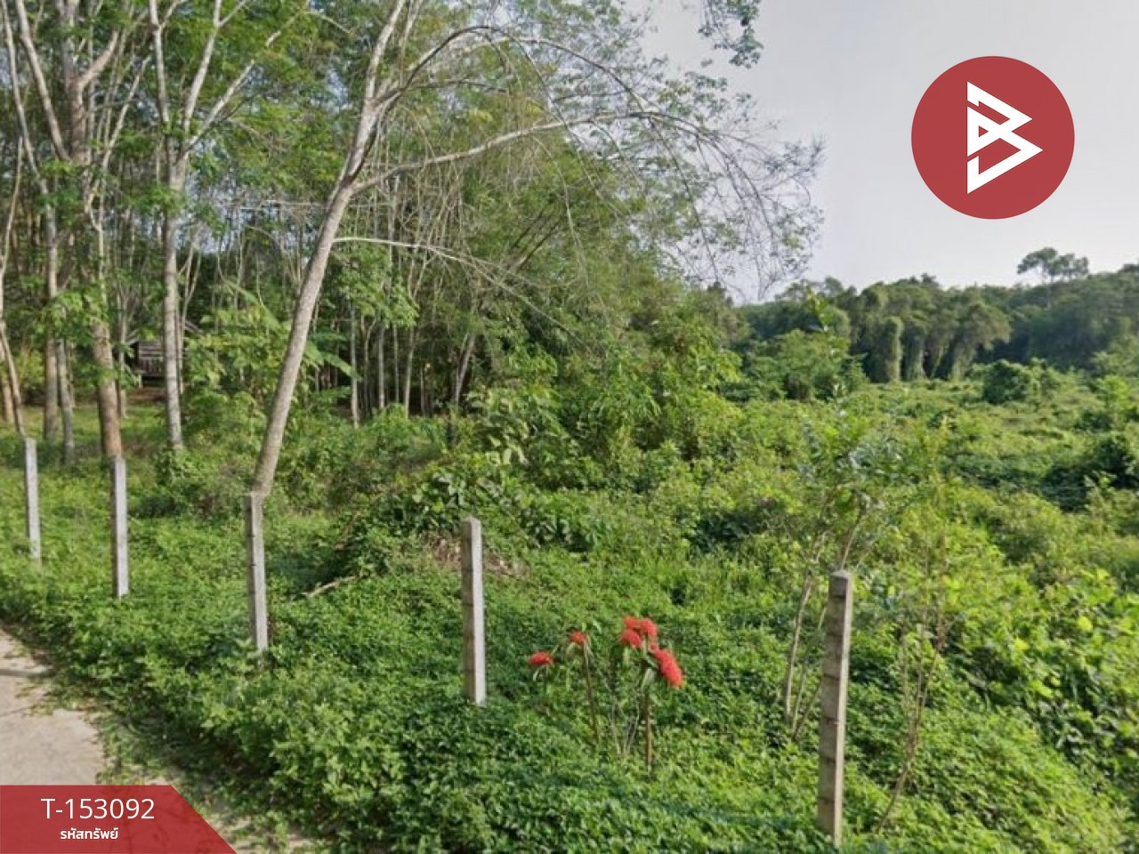 ขายที่ดิน เนื้อที่ 10 ไร่ 2 งาน 49.5 ตร.วา แกลง ระยอง – รูปที่ 3