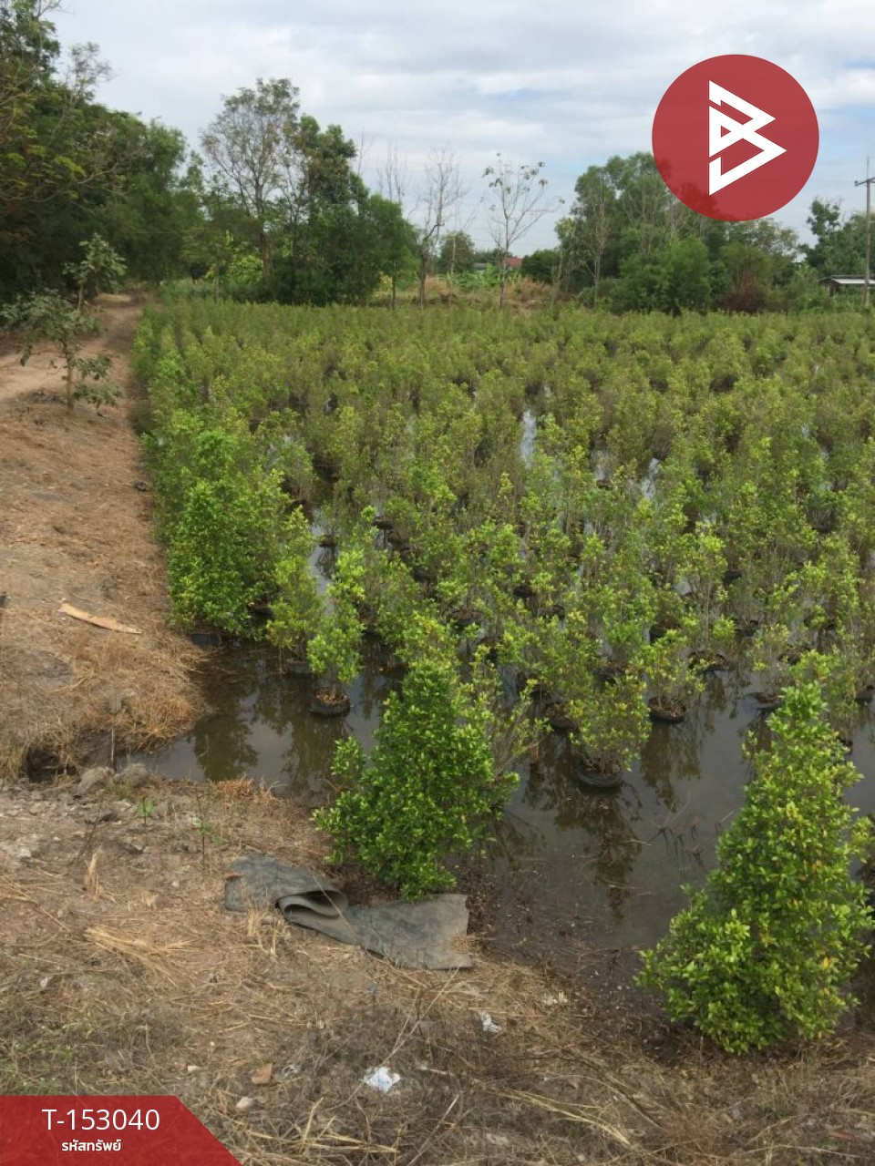 ขายที่ดิน เนื้อที่ 49 ไร่ 2 งาน 75 ตร.วา องครักษ์ นครนายก – รูปที่ 4