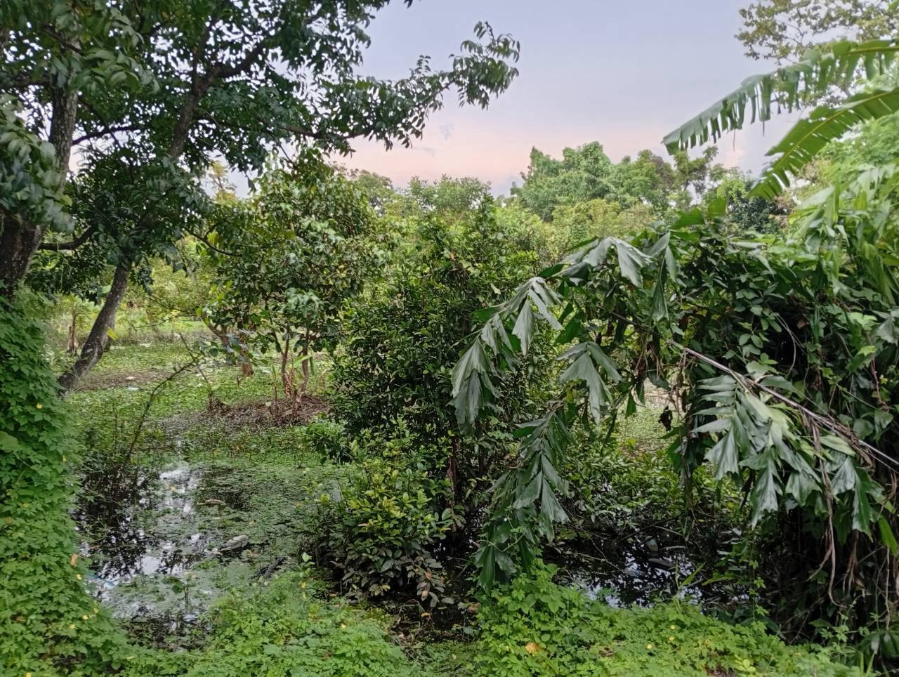 98545 - ขายที่ดินขนาด 242.1 ตรว. ตรงข้าม อบต.บางขนุนเดิม ใกล้วัดแก้วฟ้า