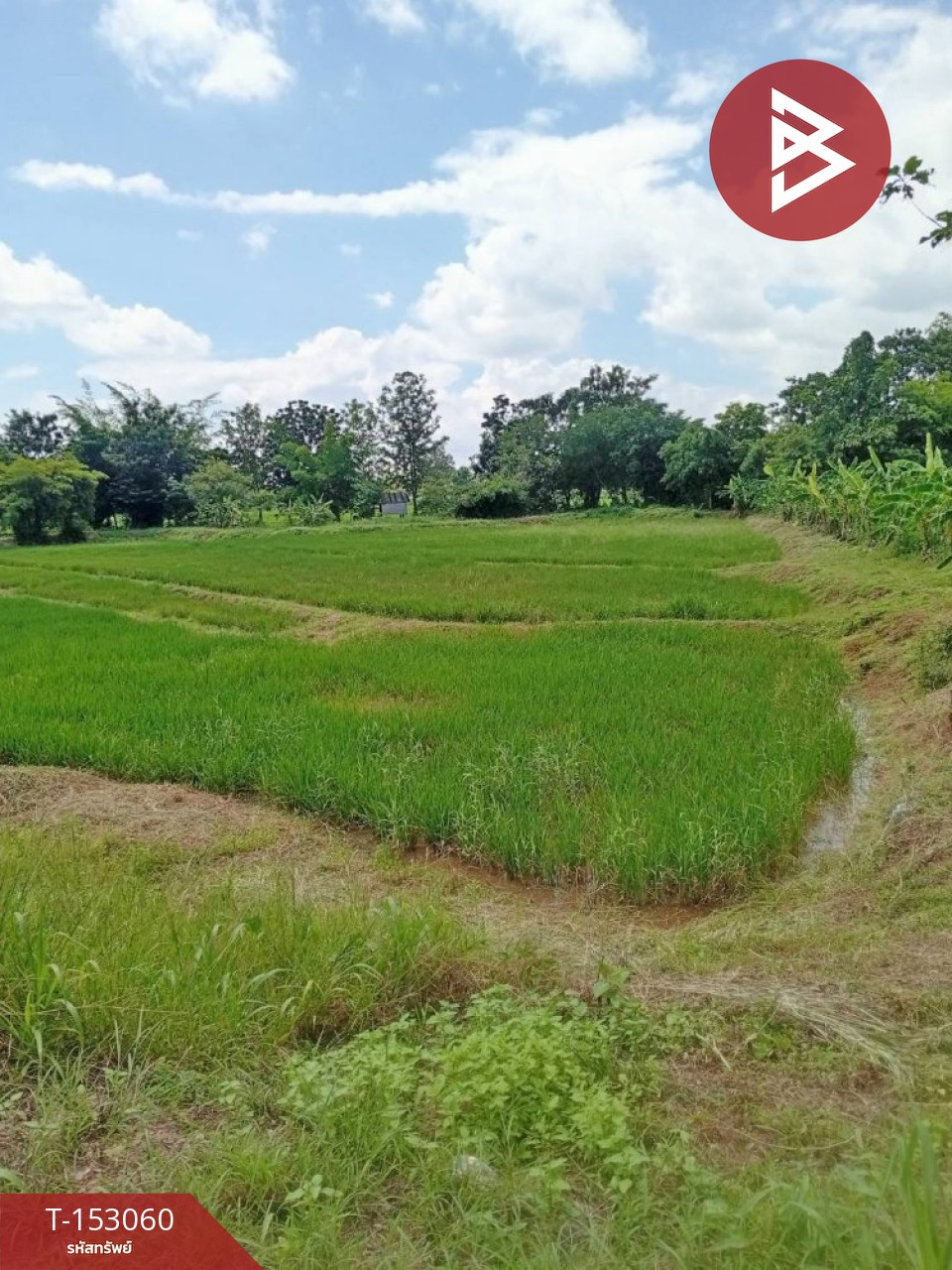 ขายที่ดิน เนื้อที่ 5 ไร่ 3 งาน 27.4 ตร.วา คอนสาร ชัยภูมิ  – รูปที่ 2