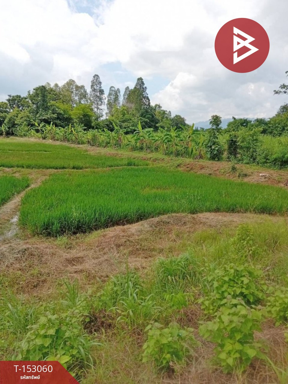 ขายที่ดิน เนื้อที่ 5 ไร่ 3 งาน 27.4 ตร.วา คอนสาร ชัยภูมิ  – รูปที่ 4