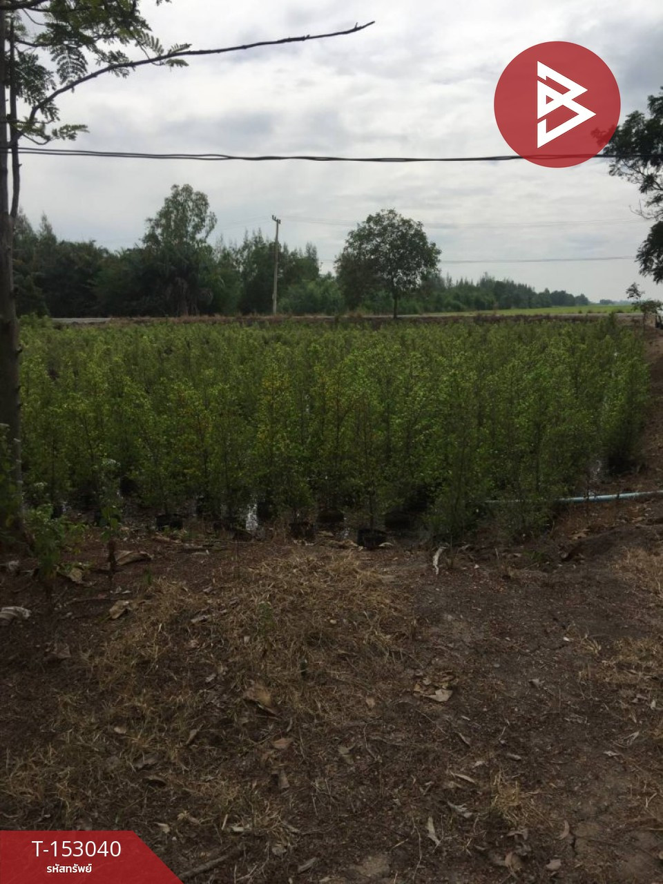 ขายที่ดิน เนื้อที่ 49 ไร่ 2 งาน 75 ตร.วา องครักษ์ นครนายก – รูปที่ 2