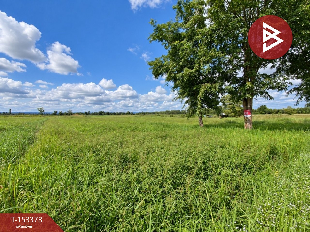 Land for sale, area 4 rai 3 ngan 63.3 square wah, Ban Nong Tae, Ubonrat, Khon Kaen. – รูปที่ 3