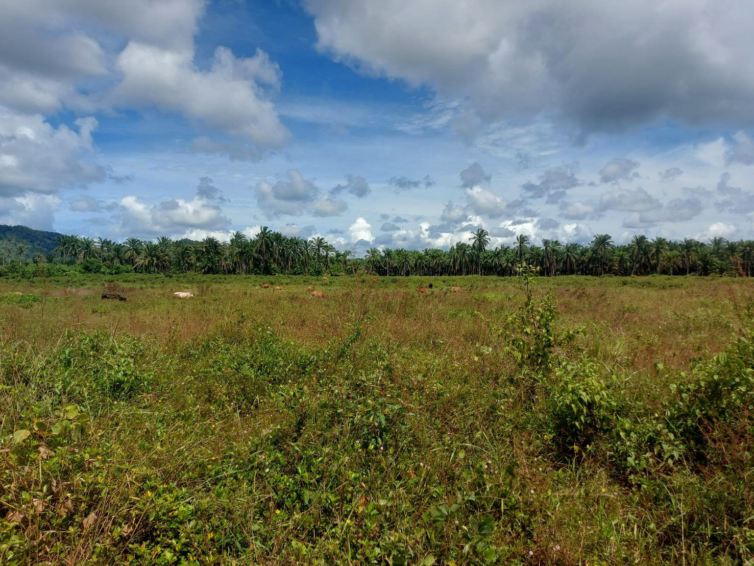 Land for sale, 49-2-99 rai, next to Phetkasem Road (Highway 41), corner land, next to the road on 2 sides, Lamae, Chumphon, price 50 million. – รูปที่ 3