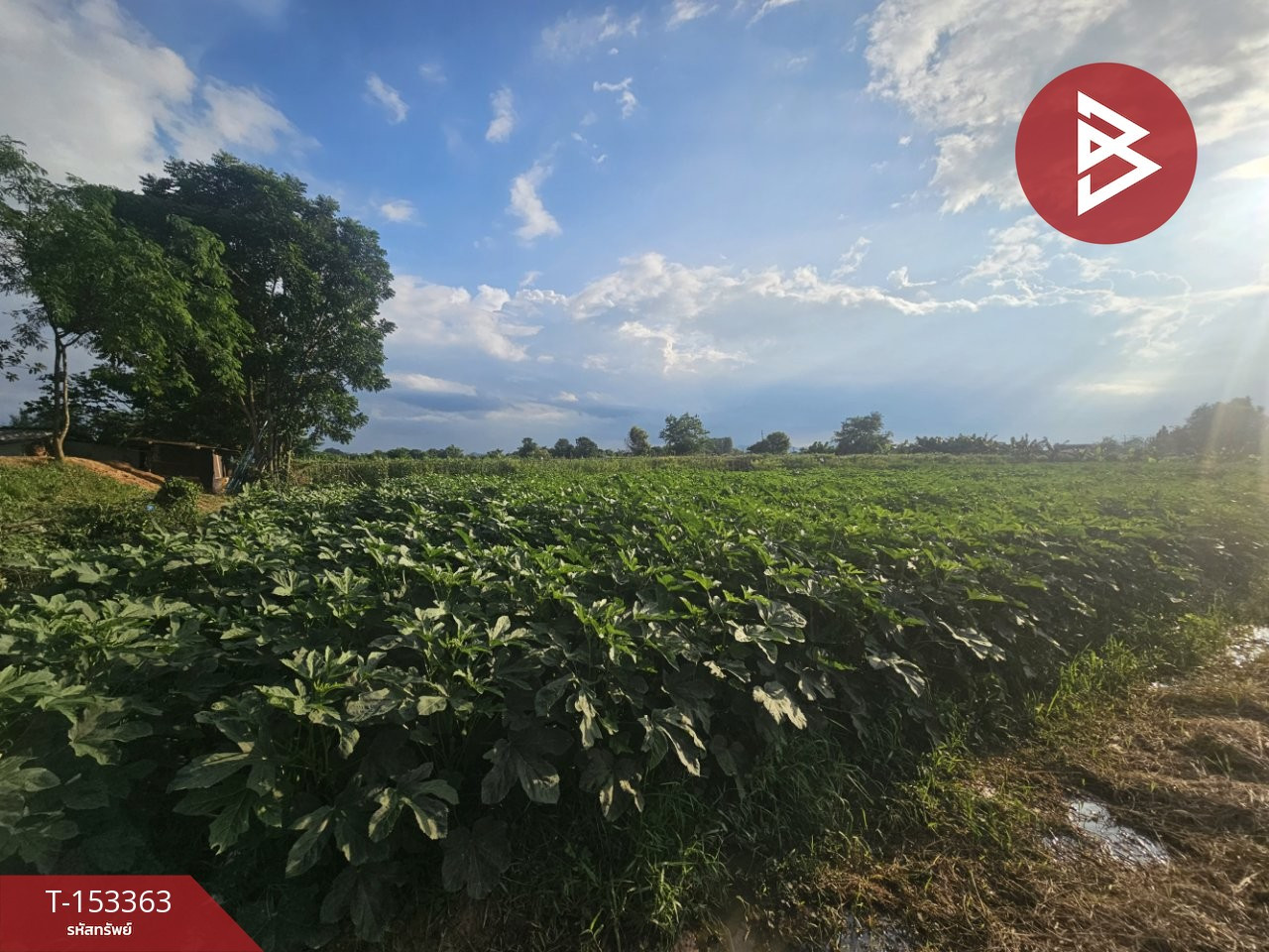 Land for sale, area 7 rai 3 ngan 2.6 square wah, Pak Tho, Ratchaburi. – รูปที่ 4