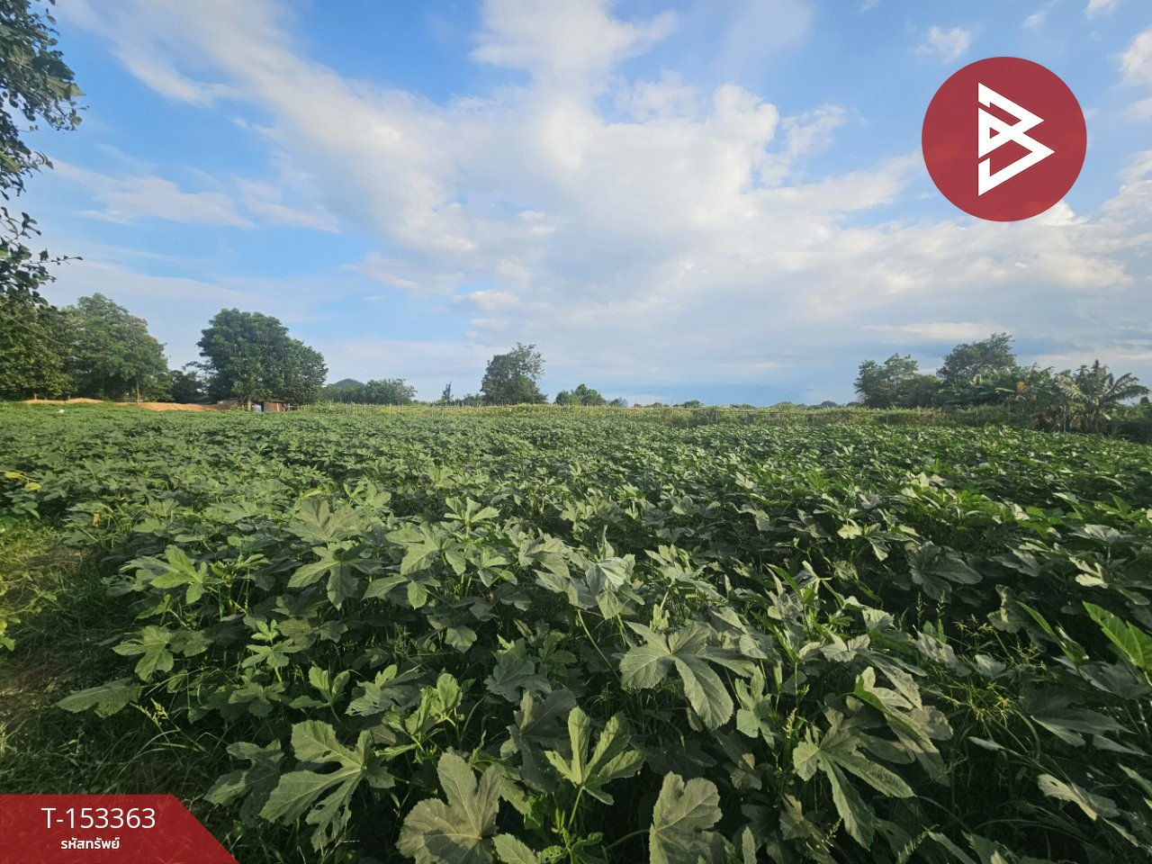 Land for sale, area 7 rai 3 ngan 2.6 square wah, Pak Tho, Ratchaburi. – รูปที่ 2