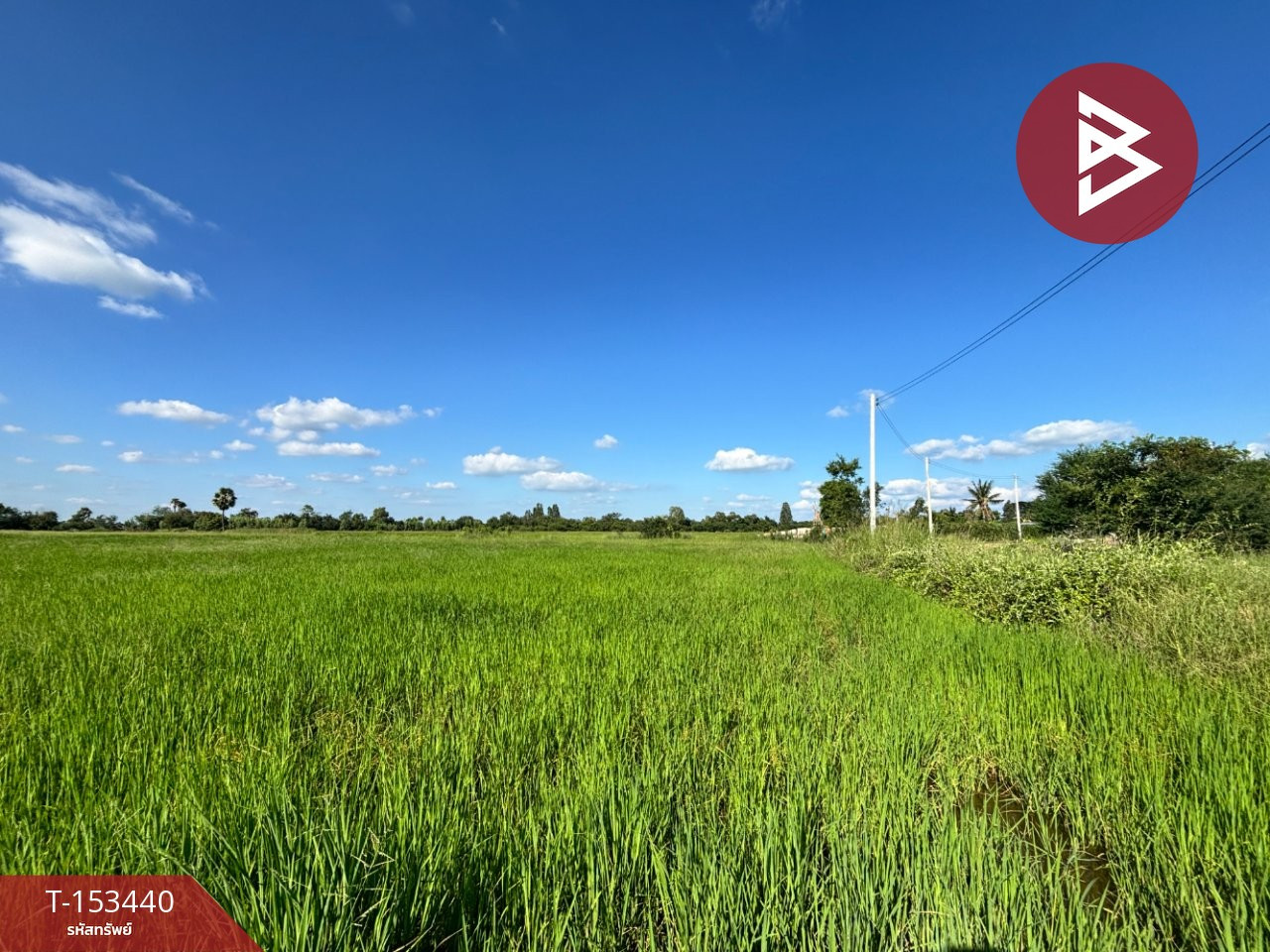 ขายที่ดิน เนื้อที่ 19 ไร่ 2 งาน 27 ตร.วา พิมาย นครราชสีมา – รูปที่ 3