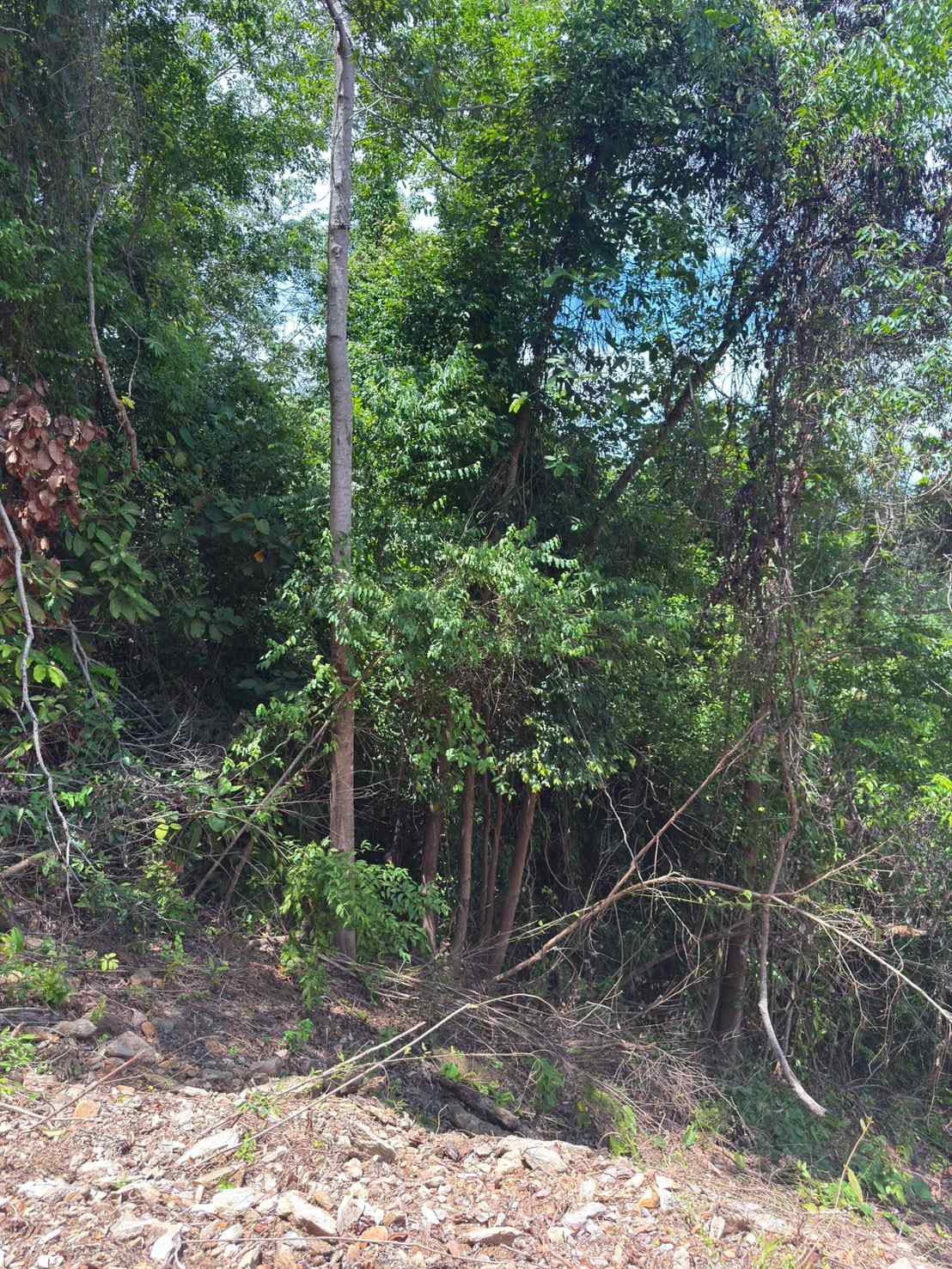 Empty land for sale, good location, near Sirilanta Bridge. Krabi Province – รูปที่ 4