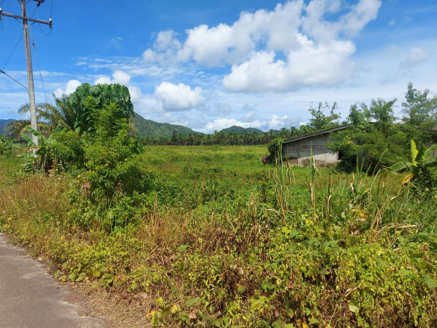 Land for sale, 49-2-99 rai, next to Phetkasem Road (Highway 41), corner land, next to the road on 2 sides, Lamae, Chumphon, price 50 million. – รูปที่ 4