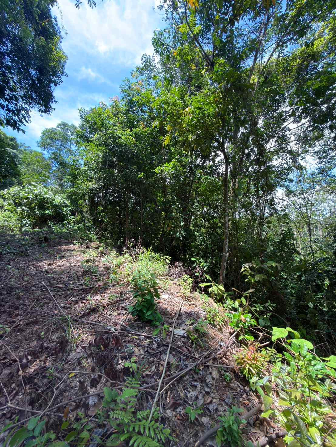 Empty land for sale, good location, near Sirilanta Bridge. Krabi Province – รูปที่ 3
