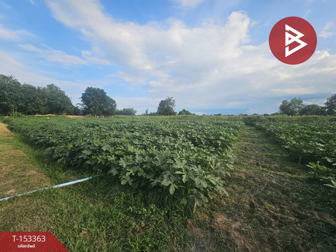 Land for sale, area 7 rai 3 ngan 2.6 square wah, Pak Tho, Ratchaburi. – รูปที่ 3
