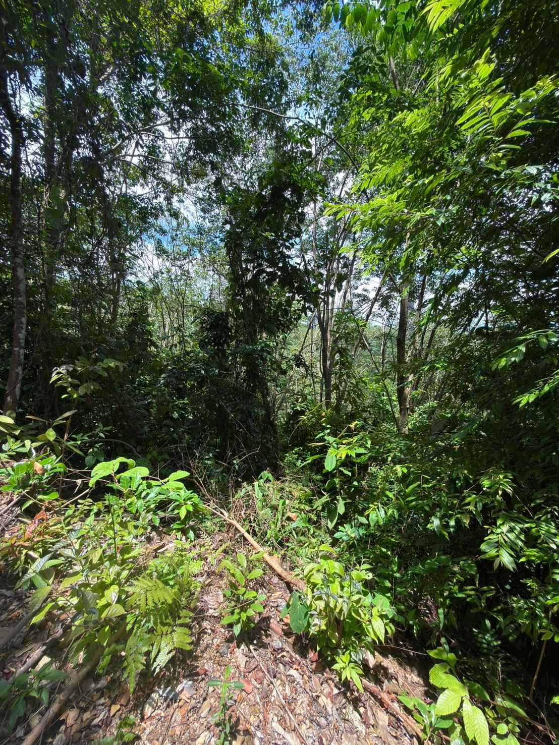 Empty land for sale, good location, near Sirilanta Bridge. Krabi Province – รูปที่ 2