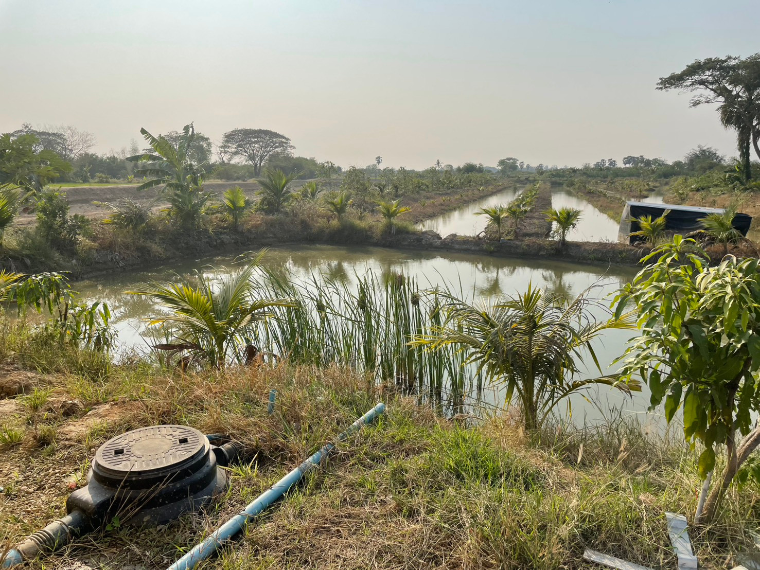 ที่ดินเกษตร พร้อมบ้านหลังเล็ก – นครปฐม – ขาย!! AGRICULTURAL LAND WITH SMALL HOUSE – NAKHON PATHOM – FOR SALE!!  – รูปที่ 2