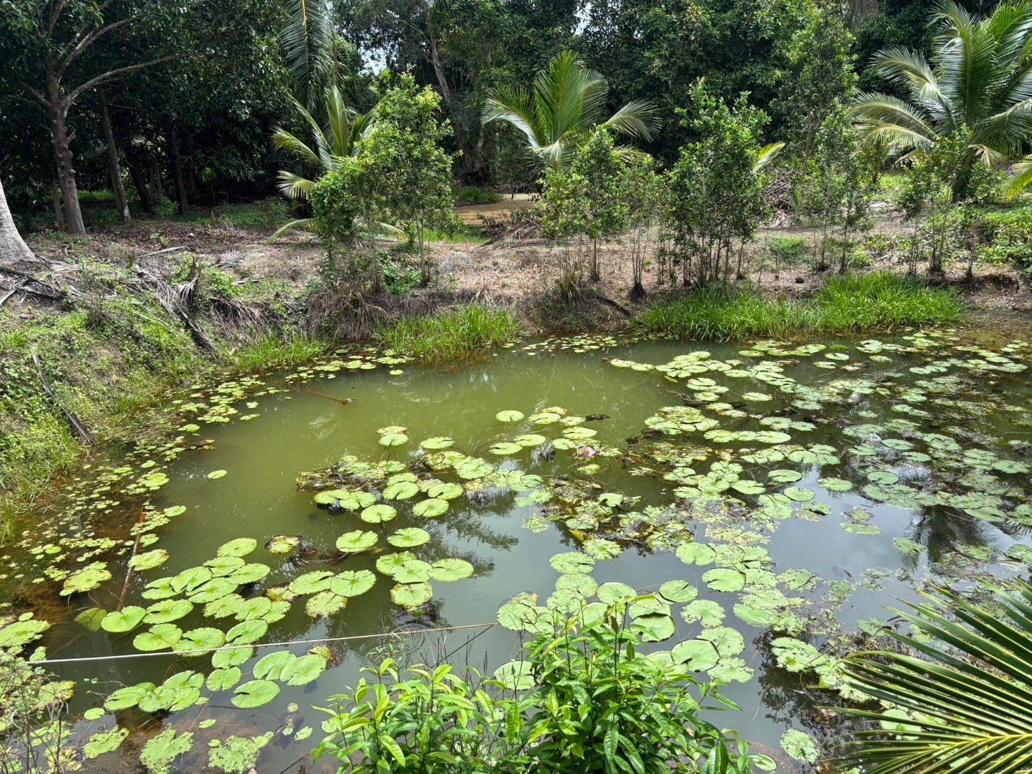 Mangosteen Orchard with House for Sale in Bang Nam Chuet, Lang Suan, Chumphon, Thailand – รูปที่ 4
