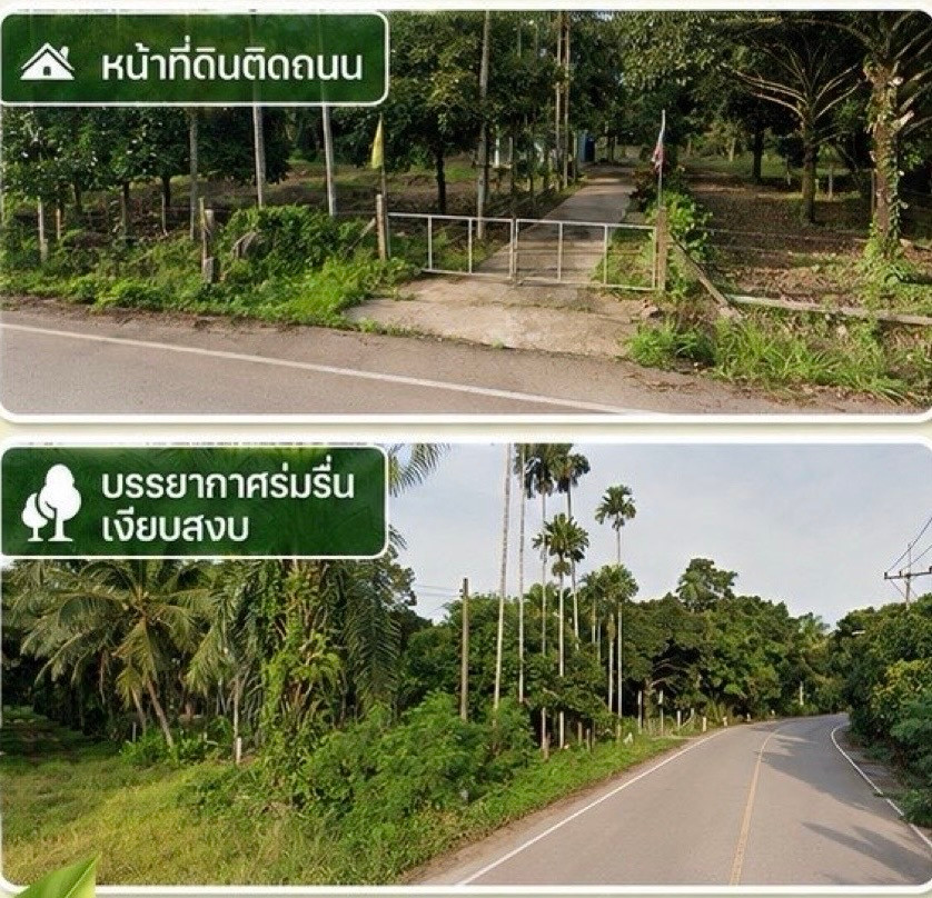 Mangosteen Orchard with House for Sale in Bang Nam Chuet, Lang Suan, Chumphon, Thailand – รูปที่ 2