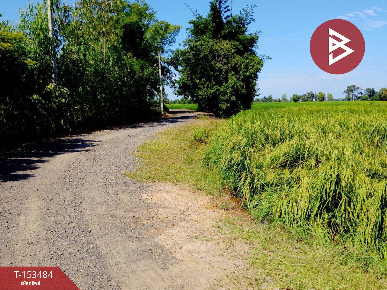 Land for sale, area 13 rai 1 ngan 22 sq m, Sikhoraphum, Surin. – รูปที่ 3