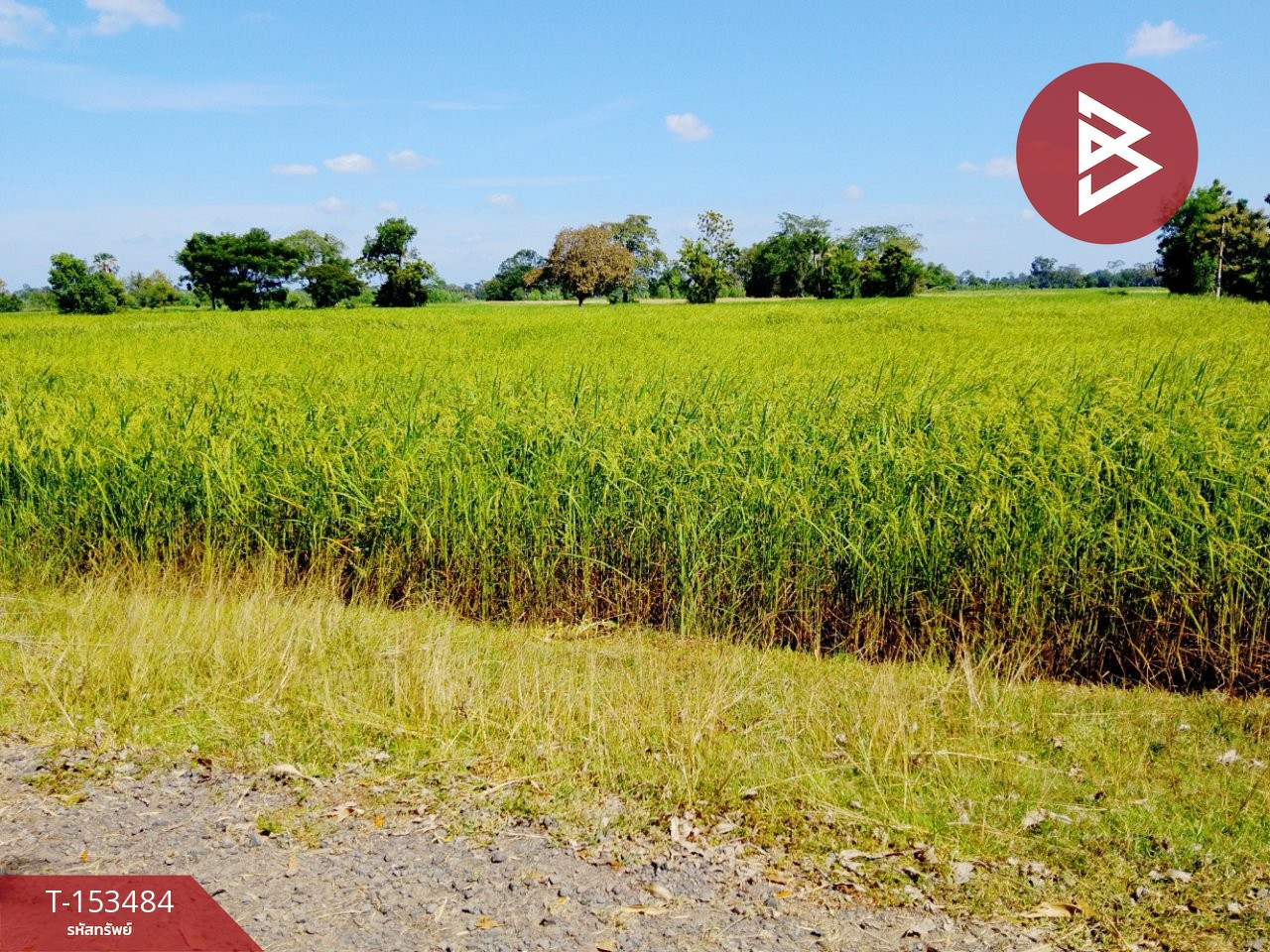 Land for sale, area 13 rai 1 ngan 22 sq m, Sikhoraphum, Surin. – รูปที่ 4