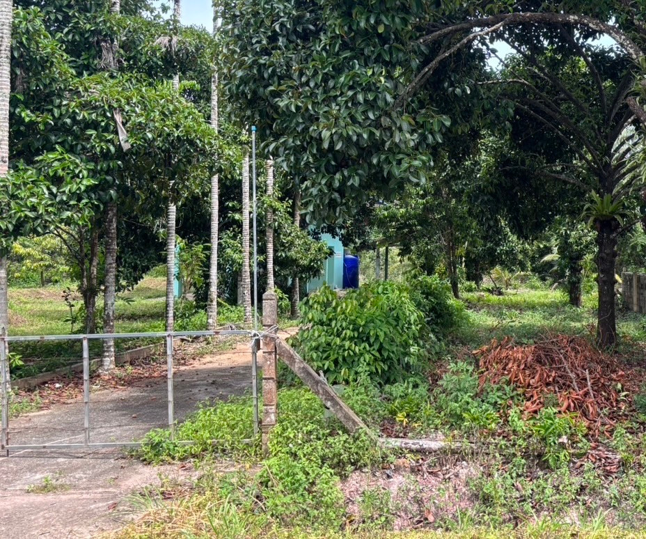 Mangosteen Orchard with House for Sale in Bang Nam Chuet, Lang Suan, Chumphon, Thailand – รูปที่ 3