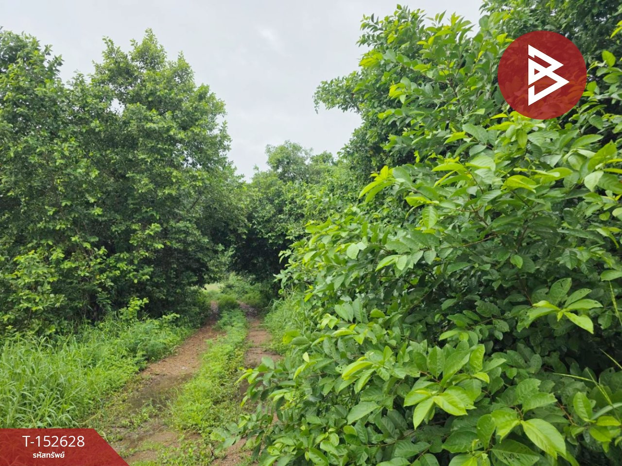 Land for sale, area 99 sq m, Khlong Suan Phlu, Phra Nakhon Si Ayutthaya. – รูปที่ 4