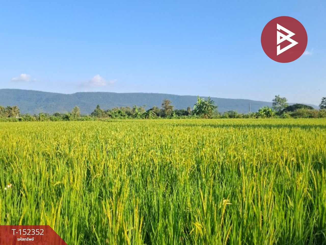 Rice field land for sale, area 6 rai 78 sq m, Phan, Chiang Rai