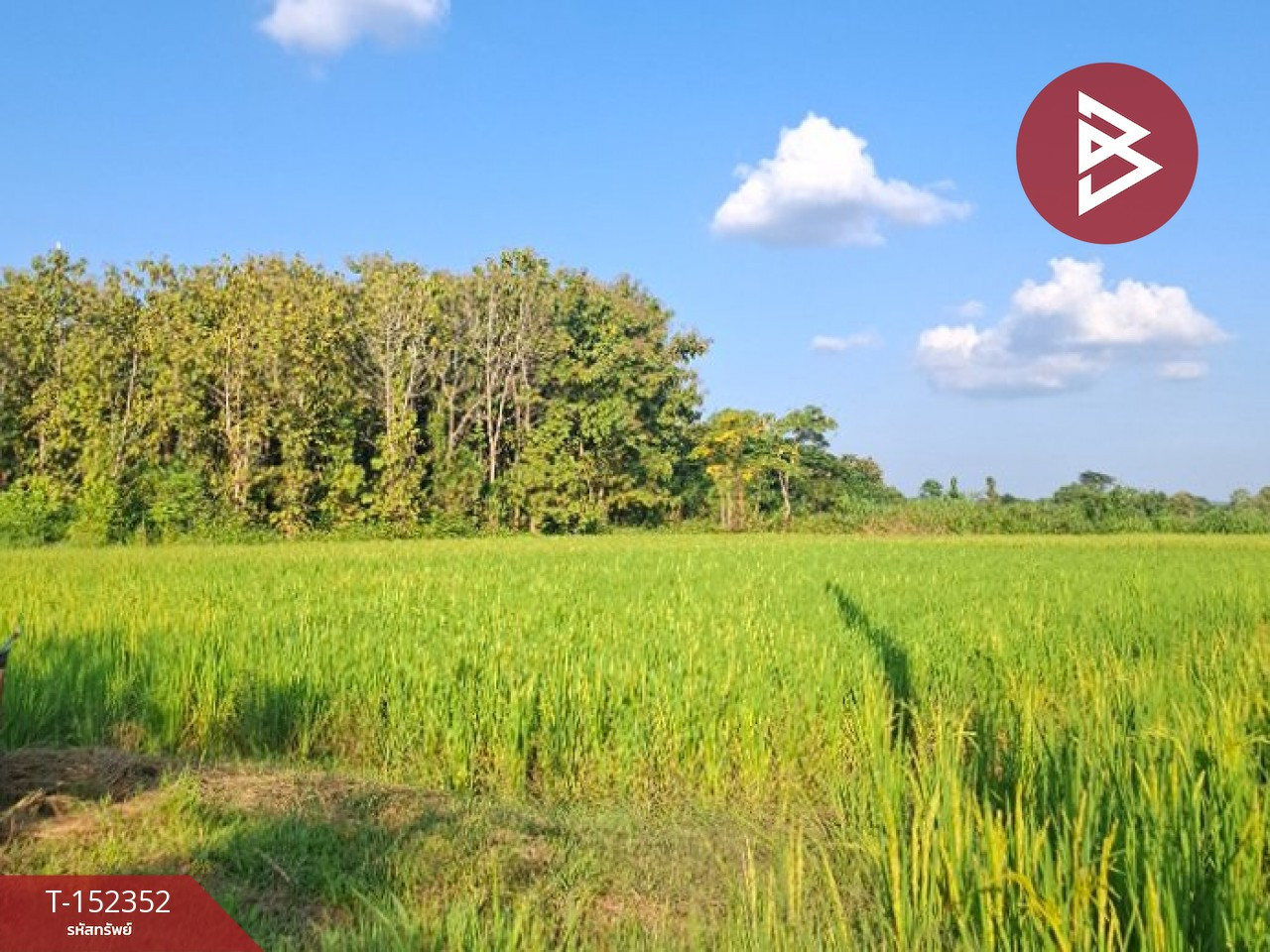 Rice field land for sale, area 6 rai 78 sq m, Phan, Chiang Rai – รูปที่ 3