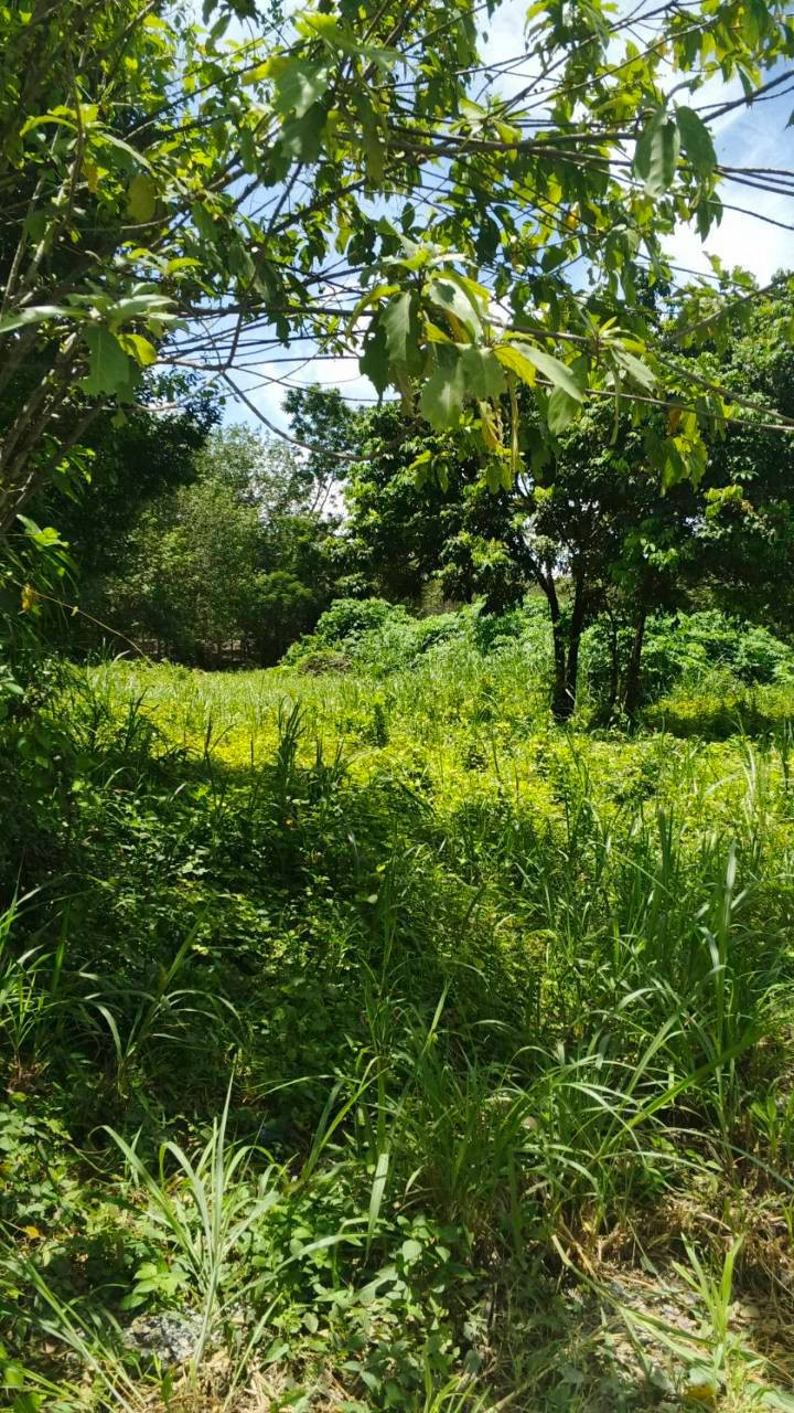🌿 Urgent! Beautiful plot of land for sale, great location, next to the road, convenient travel, Si Sunthon Zone, Phuket 🌿✨ – รูปที่ 4