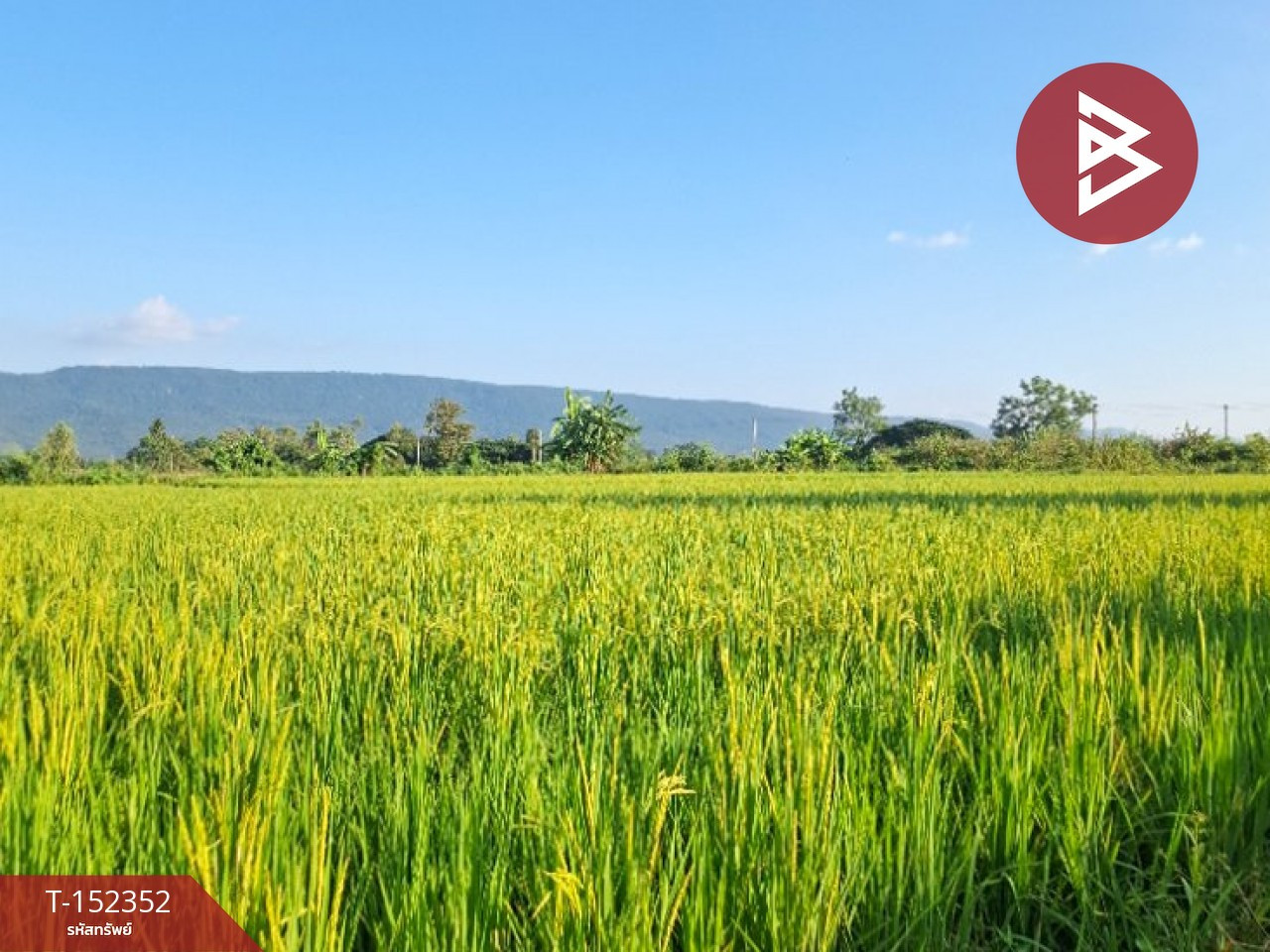 Rice field land for sale, area 6 rai 78 sq m, Phan, Chiang Rai – รูปที่ 4
