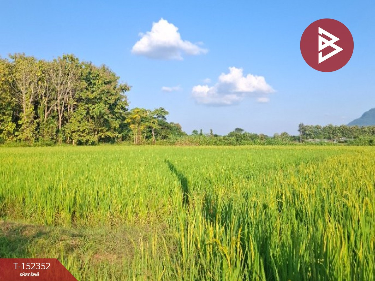 Rice field land for sale, area 6 rai 78 sq m, Phan, Chiang Rai – รูปที่ 2