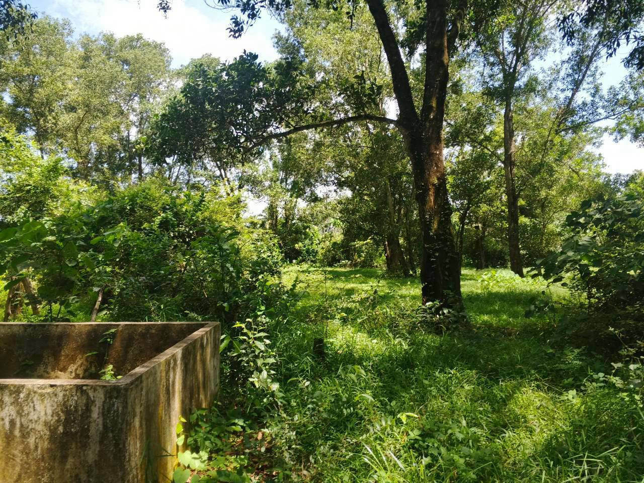 🌿 Urgent! Selling a beautiful plot of land, potential location, great atmosphere 🌿✨ – รูปที่ 3