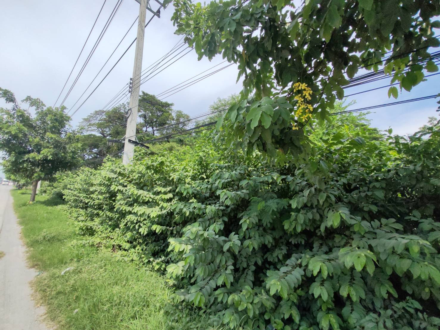 สะสมที่ดินทำเลเด่น! แปลงสวย 100 ตร.วา ติดถนนมาลัยแมน ใกล้แยกวังขอน  สุพรรณบุรี  – รูปที่ 3