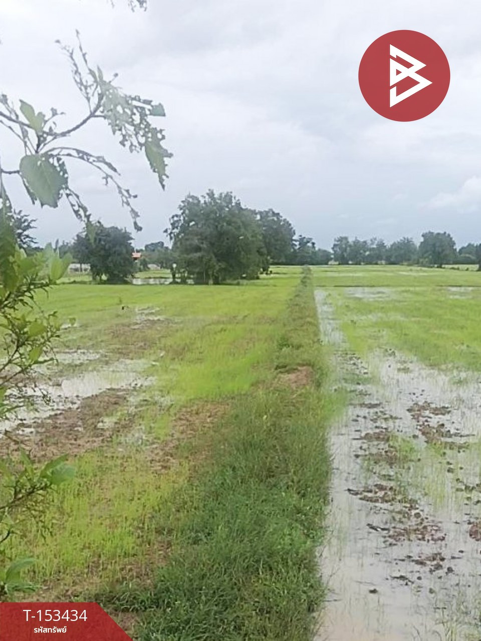 Land for sale, area 10 rai 22 square wa, Don Chedi, Suphan Buri. – รูปที่ 3