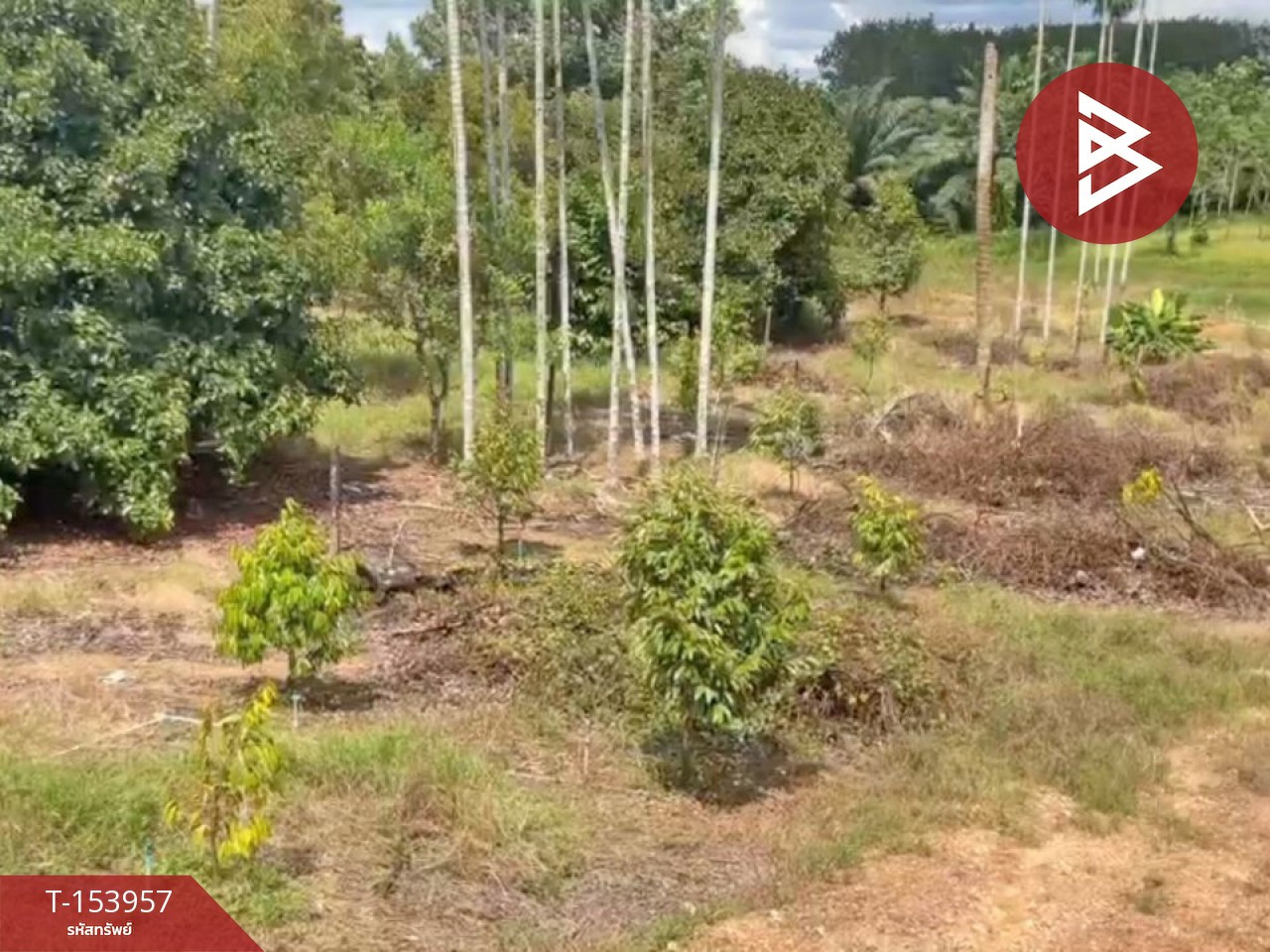 Land and house for sale, area 2 rai 1 ngan 29 sq m, Khao Saming, Trat. – รูปที่ 4