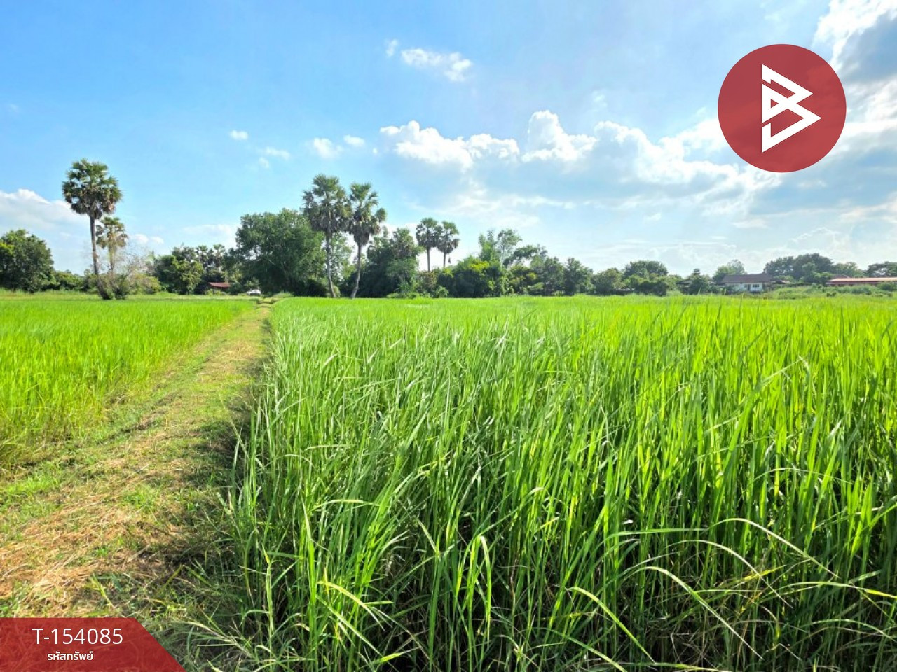 Land for sale, area 2 rai, Yang Talat, Kalasin. – รูปที่ 3