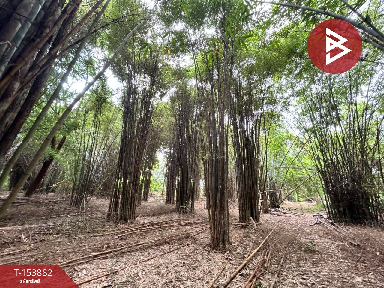 ขายที่ดิน เนื้อที่ 18 ไร่ 1 งาน 50.6 ตร.วา สีคิ้ว นครราชสีมา – รูปที่ 4