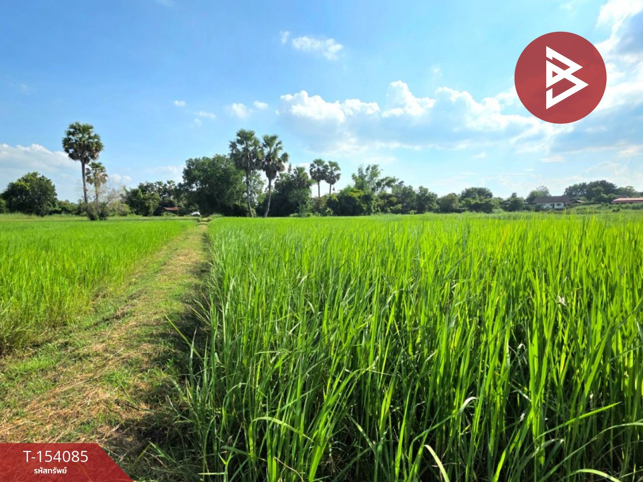 Land for sale, area 2 rai, Yang Talat, Kalasin. – รูปที่ 4