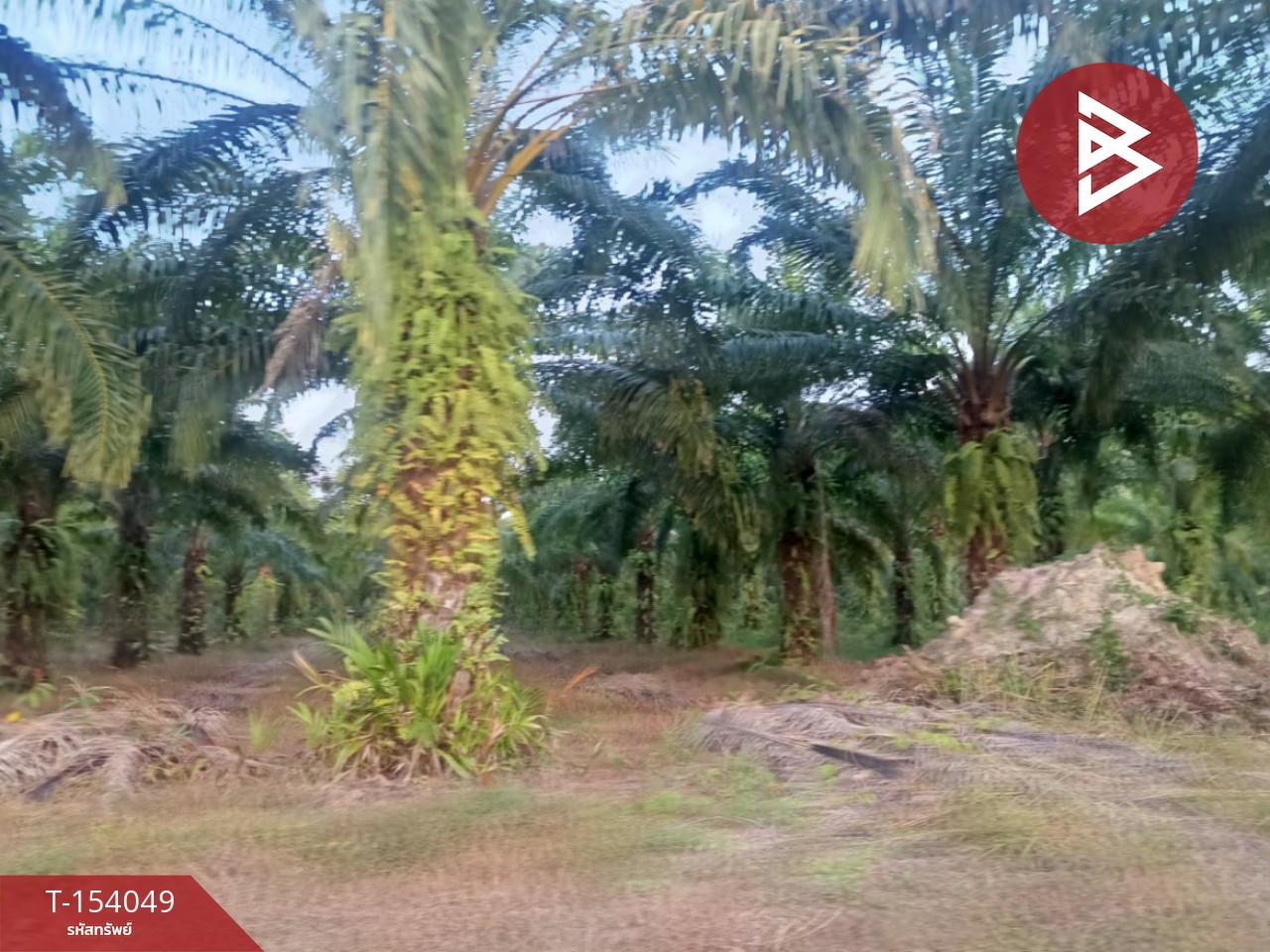 Land for sale, area 13 rai 6 sq m, Seka, Bueng Kan – รูปที่ 3