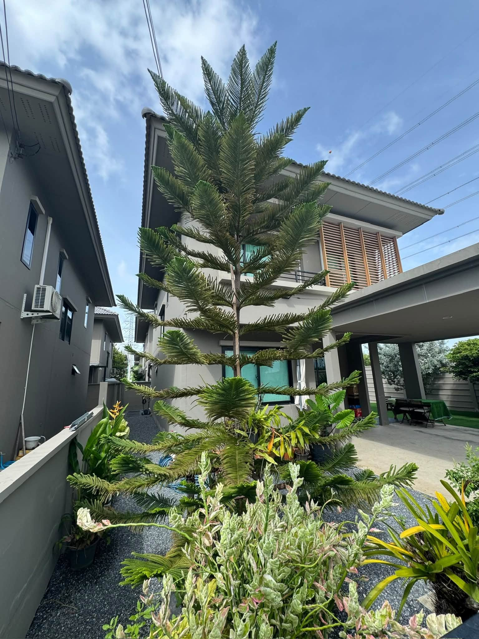 ให้เช่าบ้านโครงการ COMO Botanica Bangna *หลังริม* – รูปที่ 3