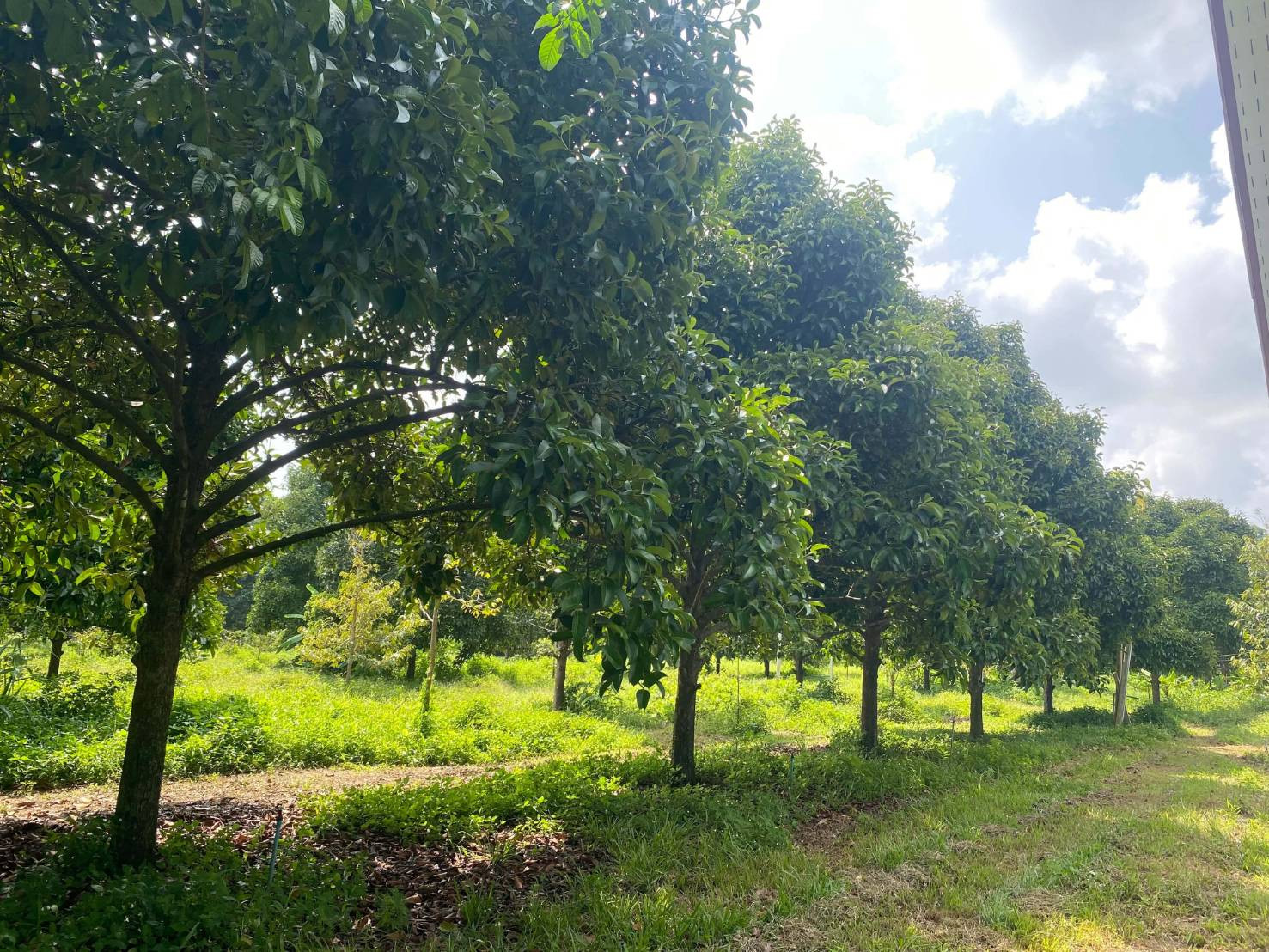 ขายถูกมาก!! บ้านสวนพร้อมที่ดิน ขนาด 6 ไร่ 90 ตรว. ทำเลดี อ.ท่าศาลา นครศรีธรรมราช ใกล้โลตัส  ชายหาดฯ – รูปที่ 4