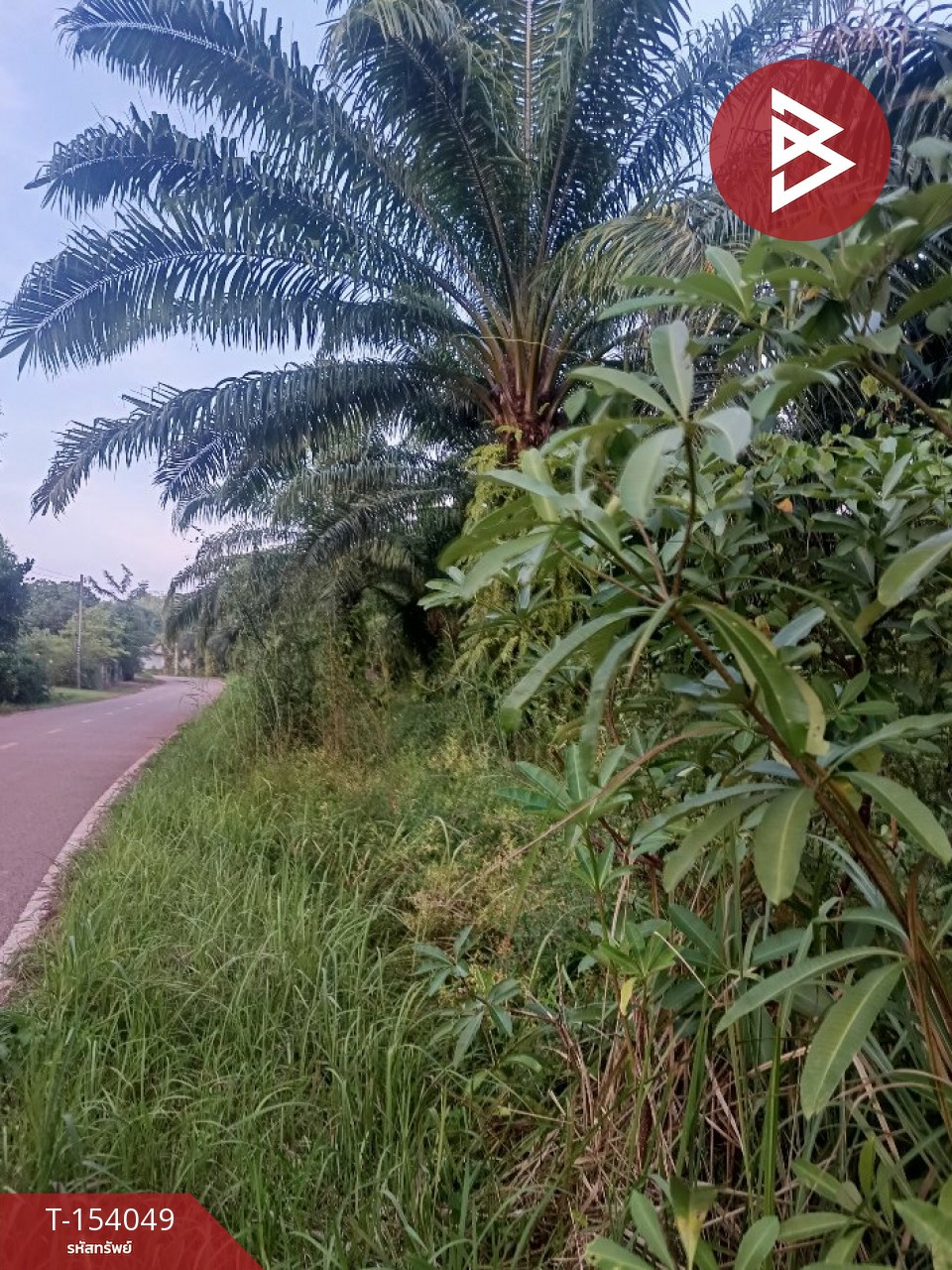 Land for sale, area 13 rai 6 sq m, Seka, Bueng Kan – รูปที่ 4