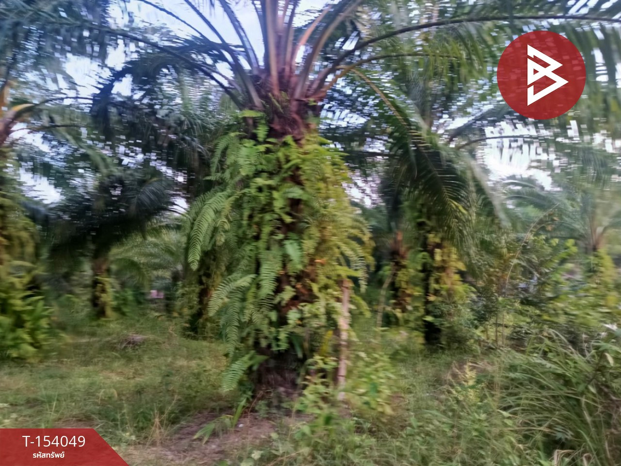 Land for sale, area 13 rai 6 sq m, Seka, Bueng Kan – รูปที่ 2