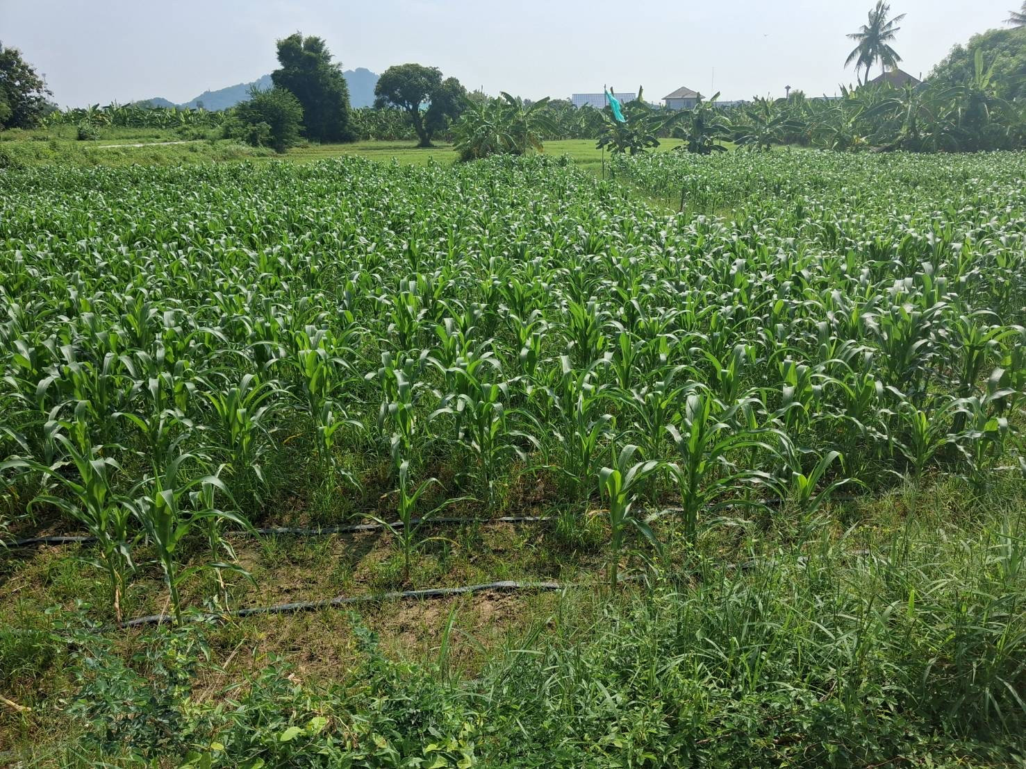 ท่ายาง จังหวัดเพชรบุรี ต่อรองได้ ใกล้โรงพยาบาลท่ายาง