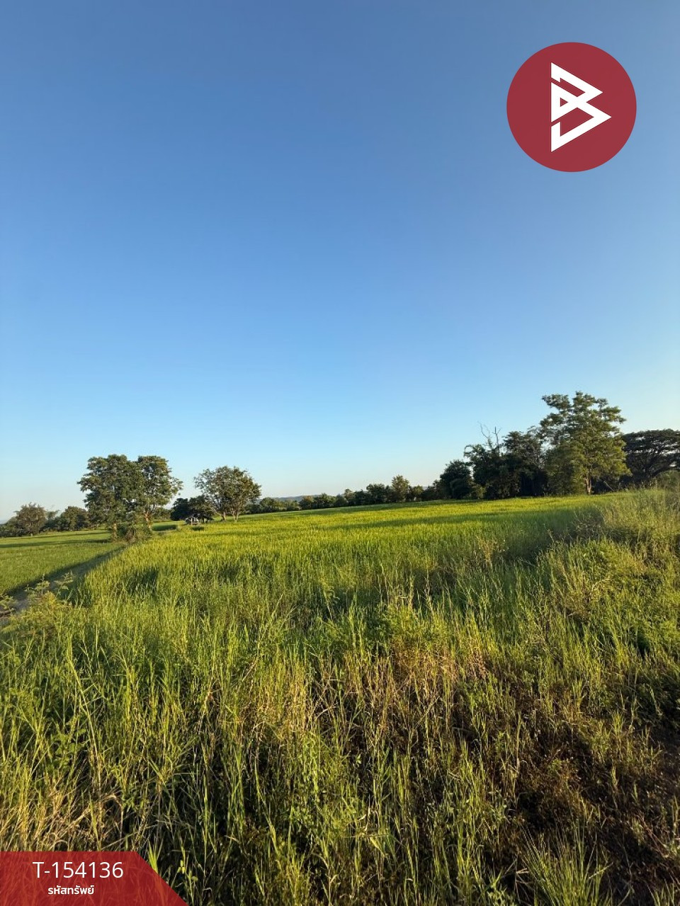 ขายที่ดิน เนื้อที่ 14 ไร่ 3 งาน 81.9 ตร.วา เชียงคำ พะเยา – รูปที่ 4