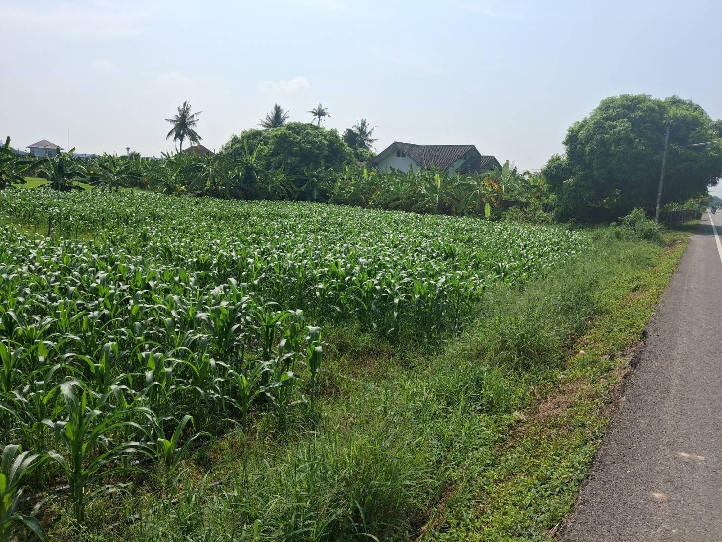 ท่ายาง จังหวัดเพชรบุรี ต่อรองได้ ใกล้โรงพยาบาลท่ายาง – รูปที่ 2