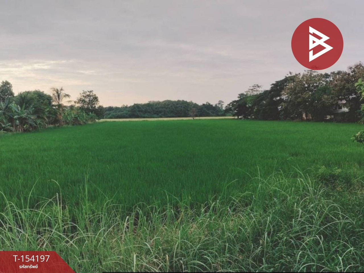 Land for sale, area 6 rai 3 ngan 22 sq m, Bueng Phra, Phitsanulok. – รูปที่ 3