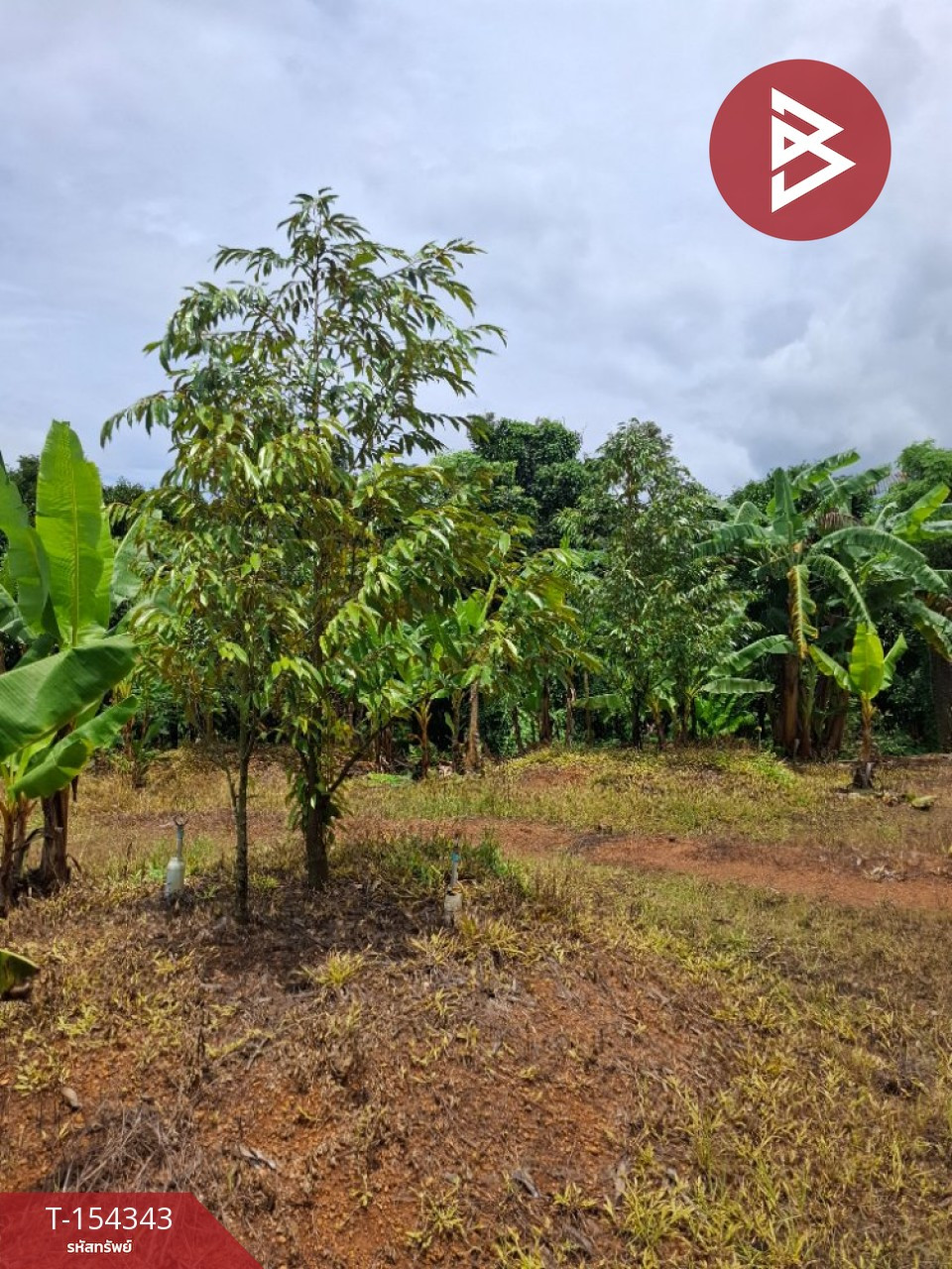 Durian orchard land for sale, area 3 rai 2 ngan, Nong Si Nga, Na Yai Am, Chanthaburi. – รูปที่ 2