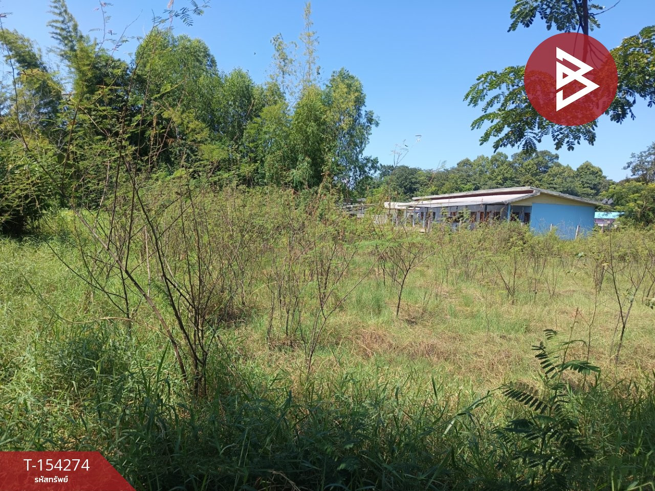 Land for sale, area 3 ngan 45.3 square meters, in the heart of Bueng Kan city.