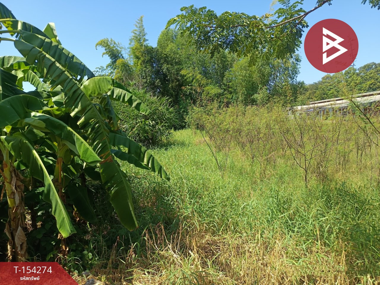 Land for sale, area 3 ngan 45.3 square meters, in the heart of Bueng Kan city. – รูปที่ 4