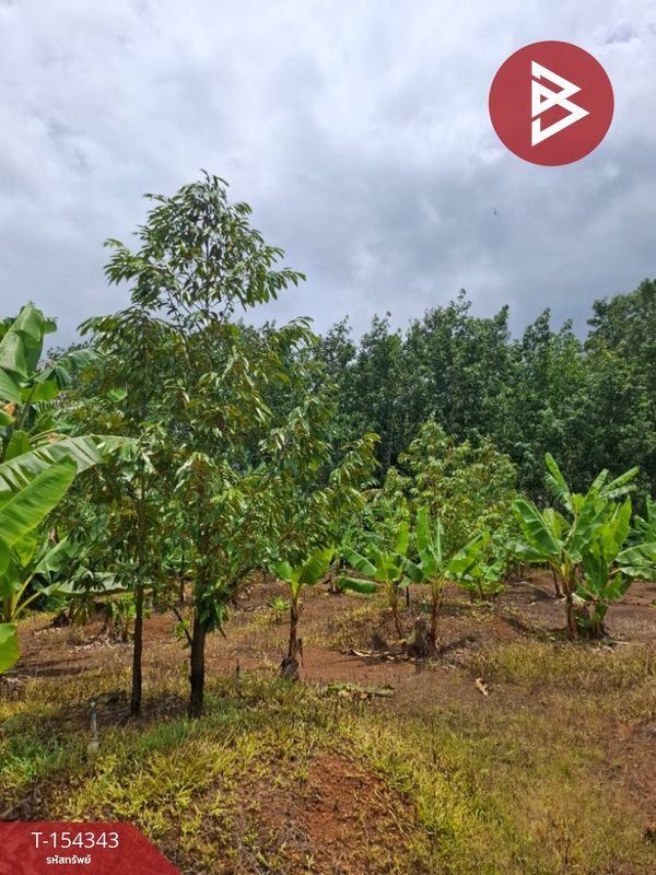 Durian orchard land for sale, area 3 rai 2 ngan, Nong Si Nga, Na Yai Am, Chanthaburi.